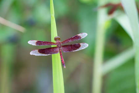 The scarlet winged dragonfly perched on the grass.