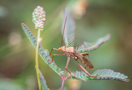 Big brown insect Torn tentacles perched on a tree branch.