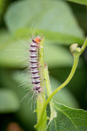 Caterpillars are eating plants in the park.