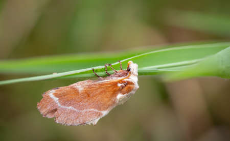 Moth Grass in the park against a blurred background.の写真素材