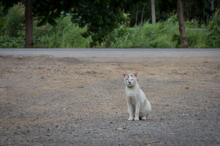 A white cat closes her eyes when experiencing cold winds in Thailand.の写真素材