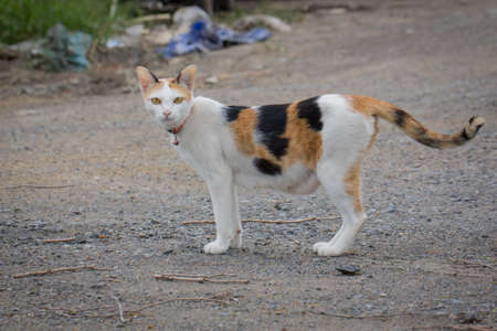 A white, orange and black cat was pregnant, looking for food on the floor.の写真素材