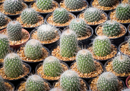 Cactus  Mammillaria beneckei. Are cultivating in the nursery.