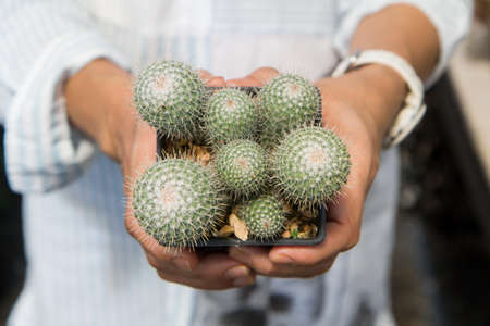 Cactus  Mammillaria beneckei. Are cultivating in the nursery In the palm of a woman.
