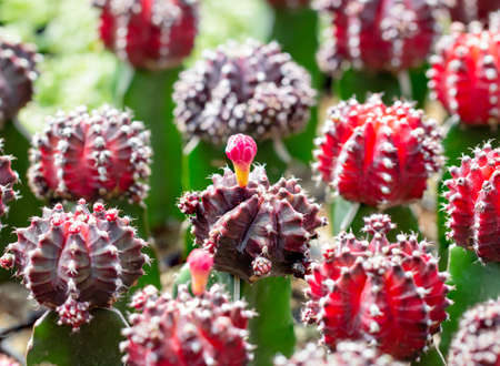 Cactus , Moon cactus ,Gymnocalycium ,( Gymnocalycium Mihanovichii ) Red head with red flowers that...