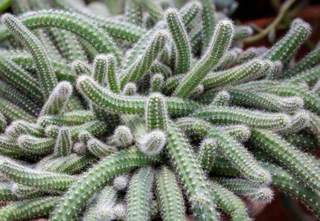 Echinopsis chamaecereus.The stems are long, gliding with bright red flowers. Planted in greenhouses
