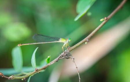 Ceriagrion cerinorubellum (Brauer, 1865) , needle dragonfly On the morning branches in the garden.