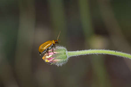 Pumpkin beetle, Cucurbit beetle, Squash beetle) A small orange insect on a  flower.