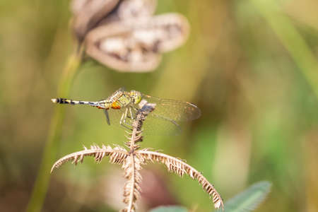 Ground Skimmer, Blue Percher, Green-and-Blue Skimmer