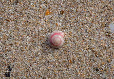 Pink circle shells on the beachの写真素材