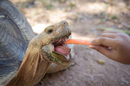 Centrochelys sulcata , A big turtle is waiting for a carrot from the hand of a child.