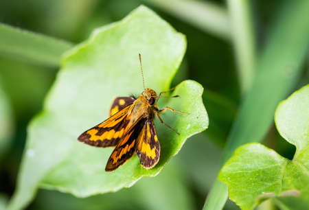 Potanthus sita Evans, 1932 : Yellow and Black Dart , On the green leaves in the backyard.の写真素材