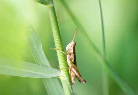 Grasshopper sticks to the trunk of the grass, light green background.
