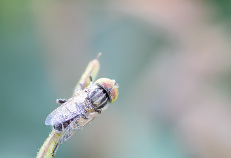 Eristalinus , hoverfly , Perched on branches and wings, dripping with water in the backyard against...