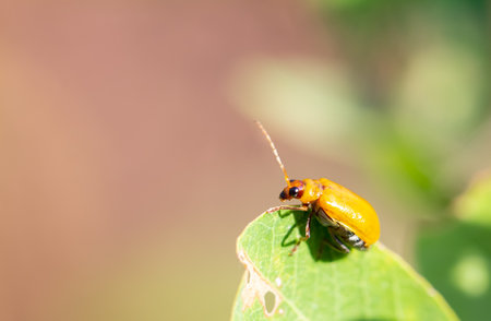 Pumpkin beentle Cucurbit Leaf Beetle , Yellow Squash Beetle , Aulacophora indica (Gmelin, 1790) ,...