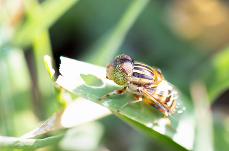 Eristalinus megacephalus , hoverfly, An insect perched on the grass in the backyard.