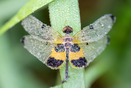 yellow striped flutterer (Rhyothemis phylis ). yellow-barred flutterer It lies in the morning grass...