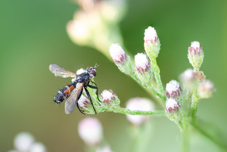 Eriothrix rufomaculata is a fly in the family Tachinidae. It is in the morning flowers with dew on...