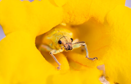 snout weevil, green weevil (Hypomeces squamosus Fabricius) , A yellow-green insect hides in a yellow flower.の写真素材