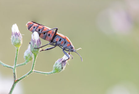 (Red milkweed bugs) Oncopeltus sp. Lygaeidae , Orange insects perched on pink flowers against a blurred light green background.の写真素材