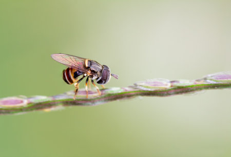 Small bees perch at the tip of the plant against a blurry light background.