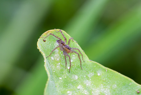The brown spider is on the leaf with morning dew in the garden.