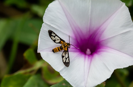 Amata Germana nigricauda , Deer moth Located in the pinkish white morning glory by the river