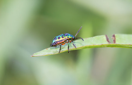 Lychee Shield Bug (Chrysocoris stolii, Scutelleridae) , Calidea dregii ,A green, black-spotted...