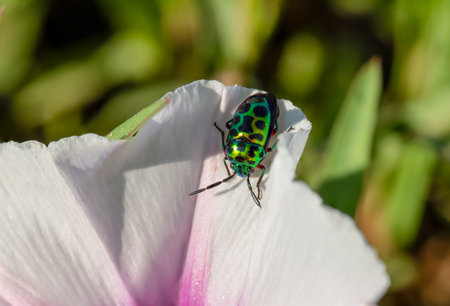 Lychee Shield Bug sits on a white flower