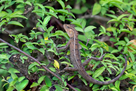 Oriental garden lizard, Eastern garden lizard, Changeable lizard (Calotes versicolor) ,The chameleon...