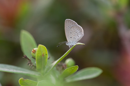 Zizina otis sangra (Moore, 1865) , Lesser Grass Blue , Butterfly on the tip of a leaf in the garden against a blurry background.の写真素材