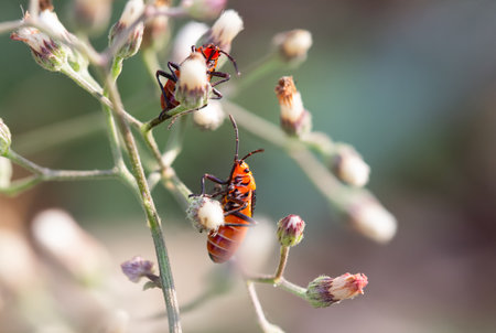 Red milkweed bugs on the flower