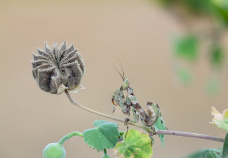 The green camouflage mantis graces the vegetation in the forest against a fuzzy background.