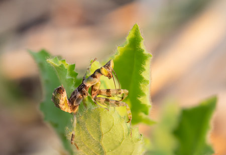 The green camouflage mantis lies on the vegetation of the field.