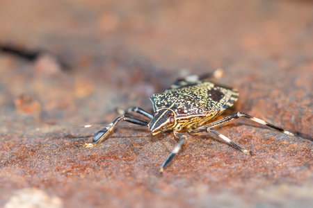 Halyomorpha halys ,A black-spotted white insect on a rusty iron plate.
