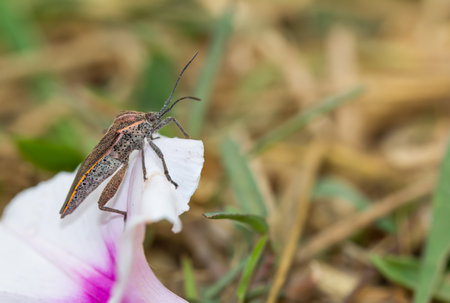 Broad-headed Bugs (Alydidae) Brown insects have black dots all around on flowers in nature against a...