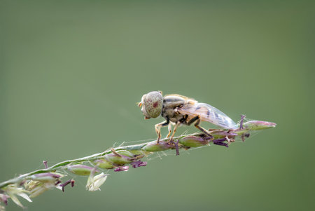 Eristalinus arvorum , Yellow-eyed flower fly has brown spots on the grass in nature against a...
