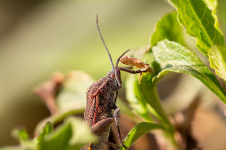 The reddish-brown insect has long antennae and legs with short hair covering its body. The abdomen...