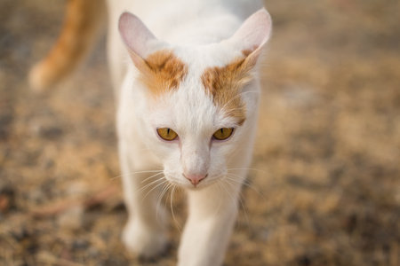 A white stray cat with orange stripes on its head is heading towards us against a blurred...
