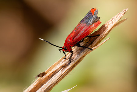 choglene coccinea (H. Edwards, 1886) , ( Ptychoglene coccinea ) , A bright red winged moth sits on a...