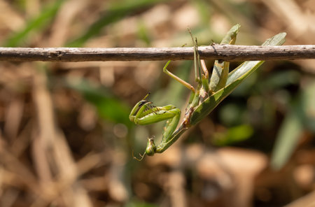Mantodea , Hierodula patellifera , A green praying mantis perched on a branch in nature against a...