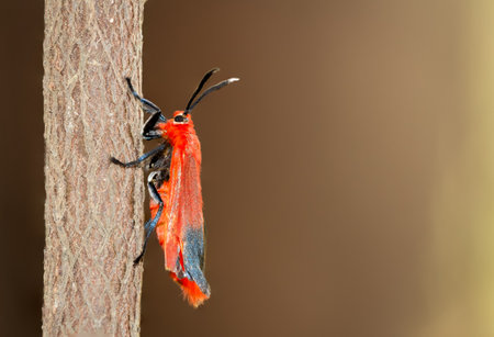 choglene coccinea (H. Edwards, 1886) , ( Ptychoglene coccinea ) , A bright red wing moth clings to...