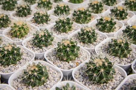 Echinocactus grusonii A small cactus planted in a nurseryの写真素材