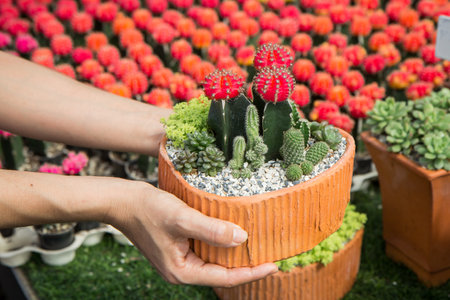 Many cactus species are grown in clay pots. In the hand of a woman in the nurseryの写真素材