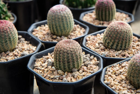 Echinocereus rigidissimus v. rubispinus , Cactus in black pots are placed in the nursery.の写真素材