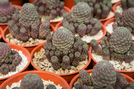 Sulcorebutia Rauschii ,Cactus planted in red pots in the nursery.の写真素材