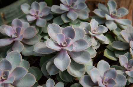Echeveria â€˜Dusty Roseâ€™ , Planted in a nursery
