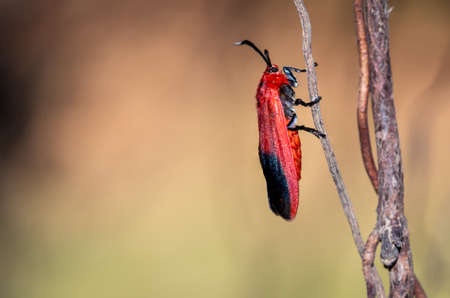 Ptychoglene coccinea(H. Edwards, 1886)  , Red winged moths cling to the branches in nature against a...