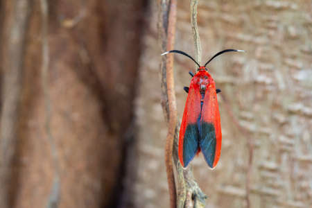 Ptychoglene coccinea(H. Edwards, 1886)  , Red winged moths cling to the branches in nature against a...