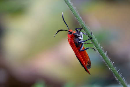 Ptychoglene coccinea (H. Edwards, 1886), a red-winged moth perched on the grass in nature against a...
